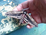 22nd Jul 2021 - Privet hawk moth