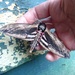 Privet hawk moth by steveandkerry