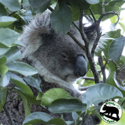 21st Jul 2021 - the koalas and the lemon tree