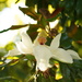 Southern Magnolia by acolyte