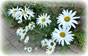 17th Jul 2021 - Daisy ,daisy , --