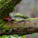 Fungi on the trunk by gosia