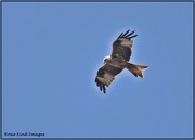 22nd Jul 2021 - I can hear a big bird down there