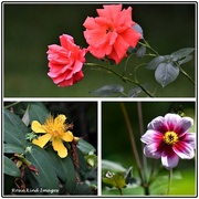 22nd Jul 2021 - Flowers from my garden