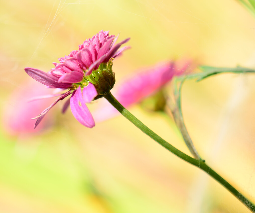 Pretty pink flower........... by ziggy77