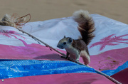 22nd Jul 2021 - Squirel inspects the deck chairs