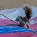Squirel inspects the deck chairs by lumpiniman