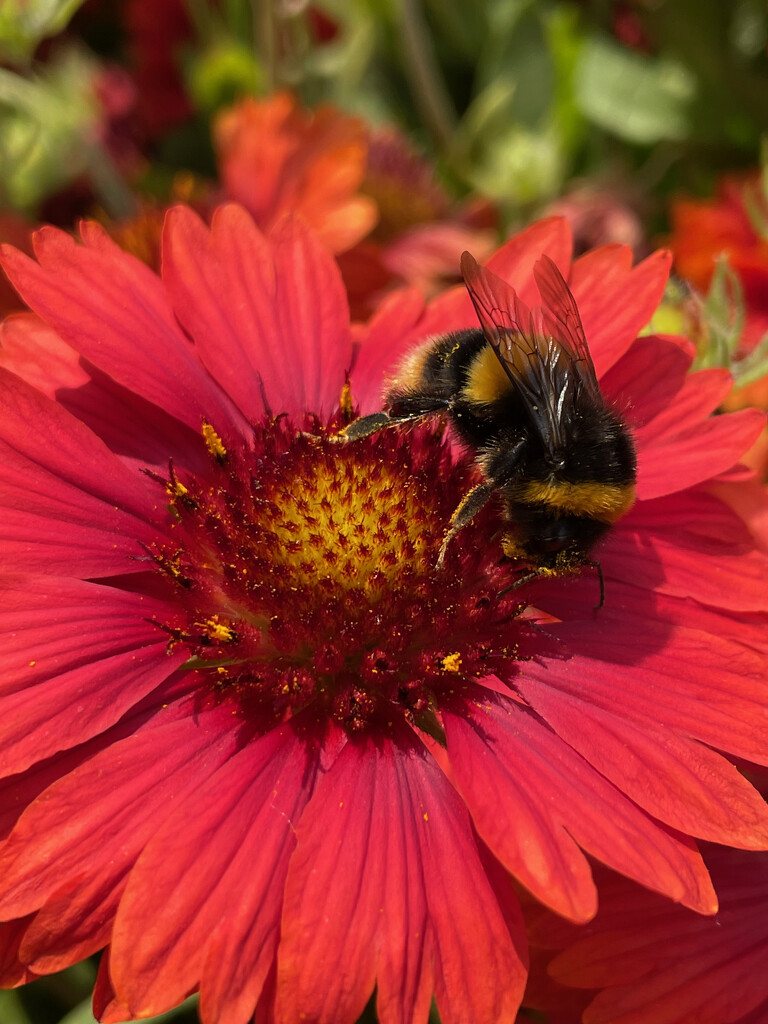Busy little bee by 365projectmaxine
