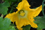 22nd Jul 2021 - This courgette flower 