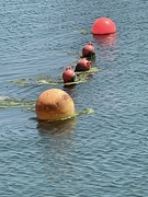 22nd Jul 2021 - A line of Buoys. 