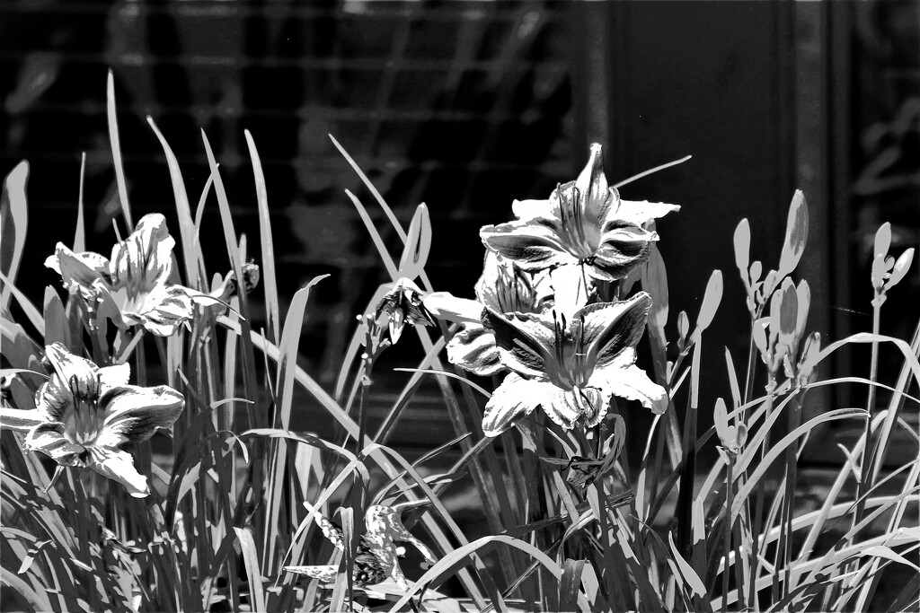 Lilies in Black and White by vernabeth
