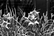 13th Jul 2021 - Lilies in Black and White