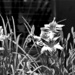 Lilies in Black and White by vernabeth