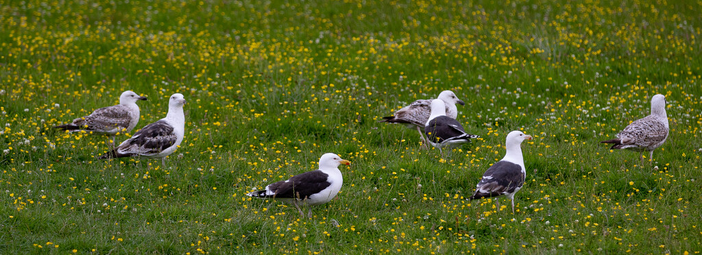 Greater Black Backed Gulls by lifeat60degrees