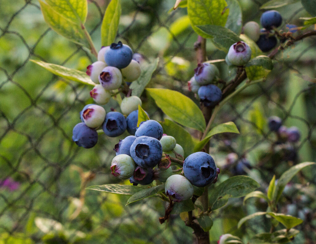 Ripening blueberries by busylady