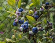 22nd Jul 2021 - Ripening blueberries