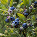 Ripening blueberries by busylady
