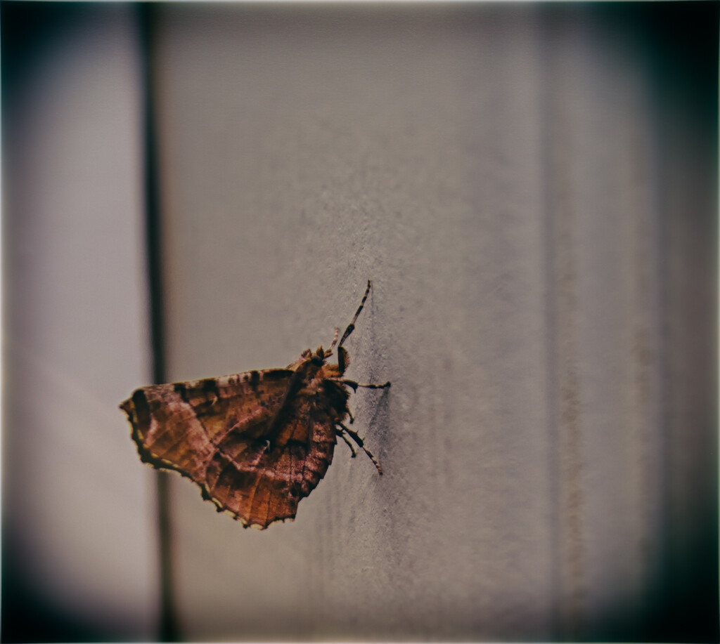 Moth On The Door by manek43509