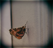 22nd Jul 2021 - Moth On The Door