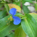 Blue Flower by sfeldphotos