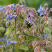 Bees in the Borage by falcon11