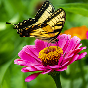 22nd Jul 2021 - Yellow Swallowtail Butterfly