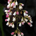 Heuchera Flower by gardencat