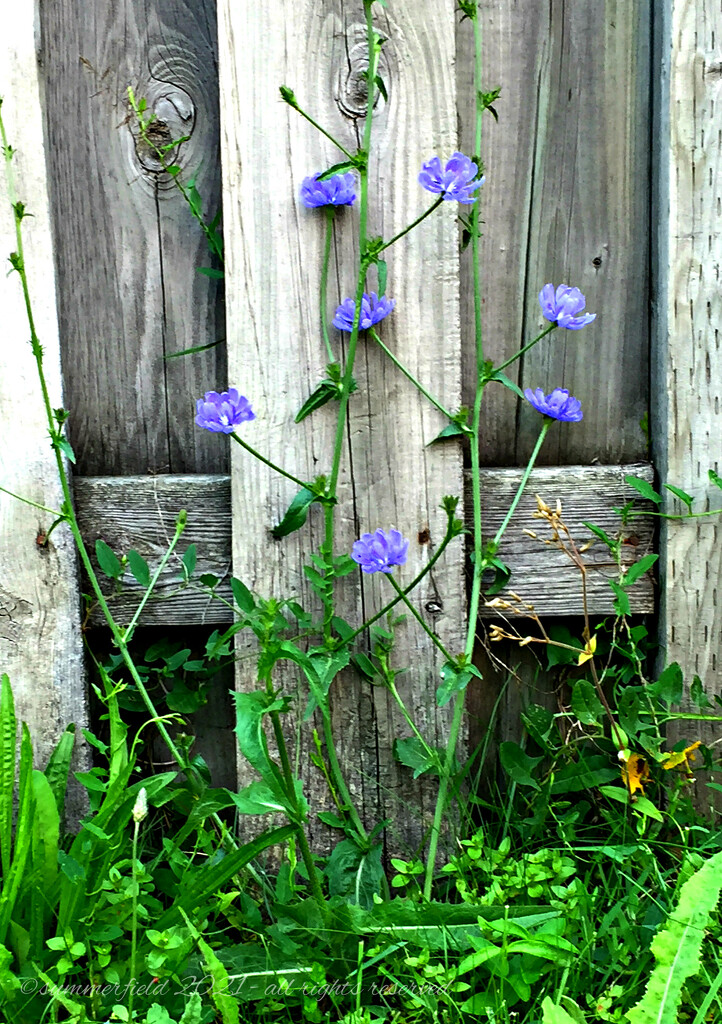 wallflowers by summerfield