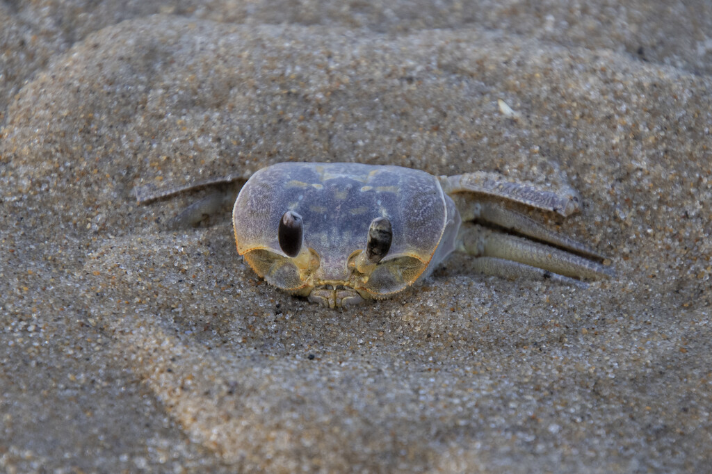 Ghost Crab by timerskine