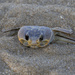 Ghost Crab by timerskine
