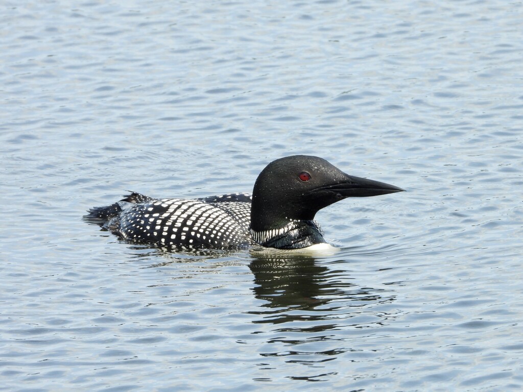 Common Loon by amyk