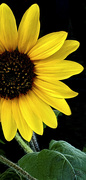 28th Jun 2021 - Sunflower