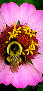 19th Jul 2021 - Bumblebee Enjoying a Zinnia