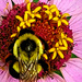 Bumblebee Enjoying a Zinnia by skipt07