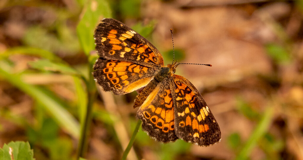Pearl Crescent Butterfly, I Think! by rickster549
