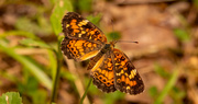 22nd Jul 2021 - Pearl Crescent Butterfly, I Think!