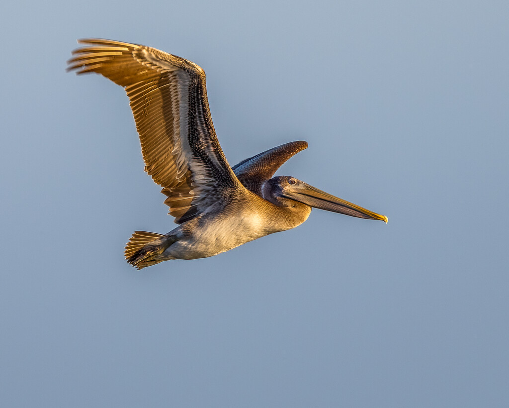 Brown Pelican  by nicoleweg