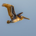 Brown Pelican  by nicoleweg