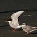 Parent and young - Black fronted terns by maureenpp