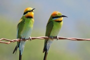 22nd Jul 2021 - Rainbow Bee-eater