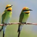 Rainbow Bee-eater by ubobohobo