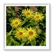 Yellow daisies by beryl
