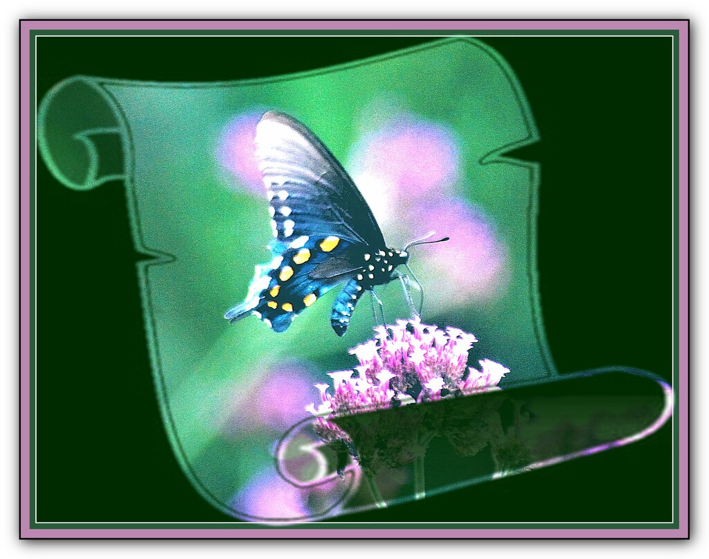 Butterfly in Scroll by vernabeth