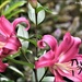 Our new lilies by rosiekind