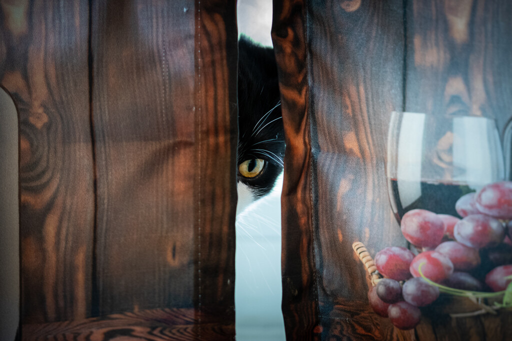 I Spy With My Kitty Eye by swchappell