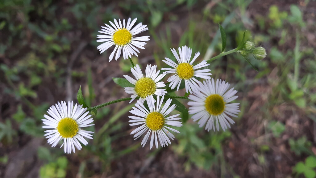 Tiny Daisies by julie