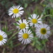 Tiny Daisies by julie