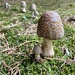 Mushroom Trail