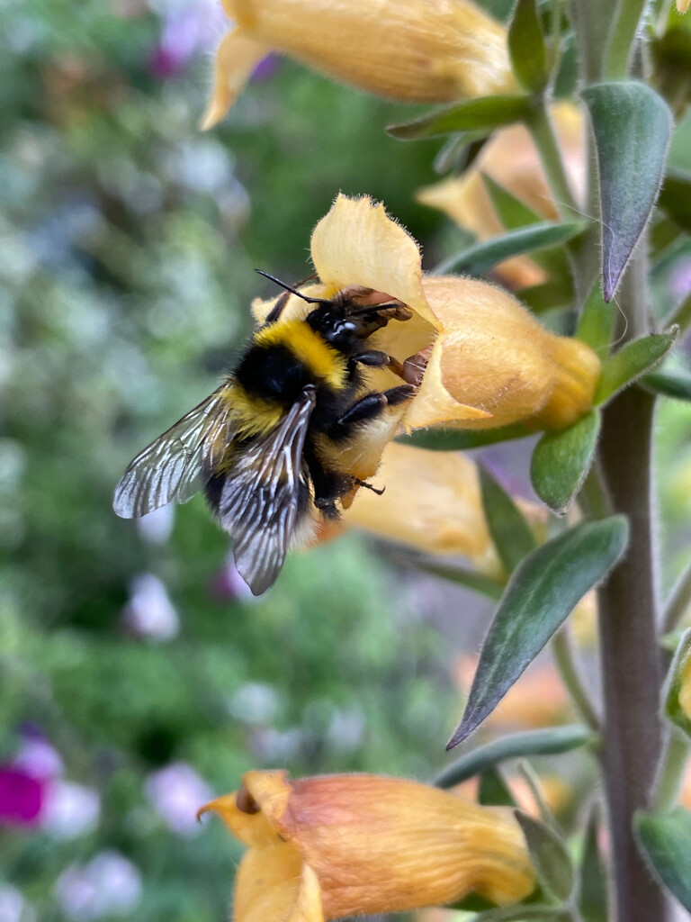 Bee on Foxglove by 365projectmaxine