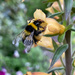 Bee on Foxglove by 365projectmaxine